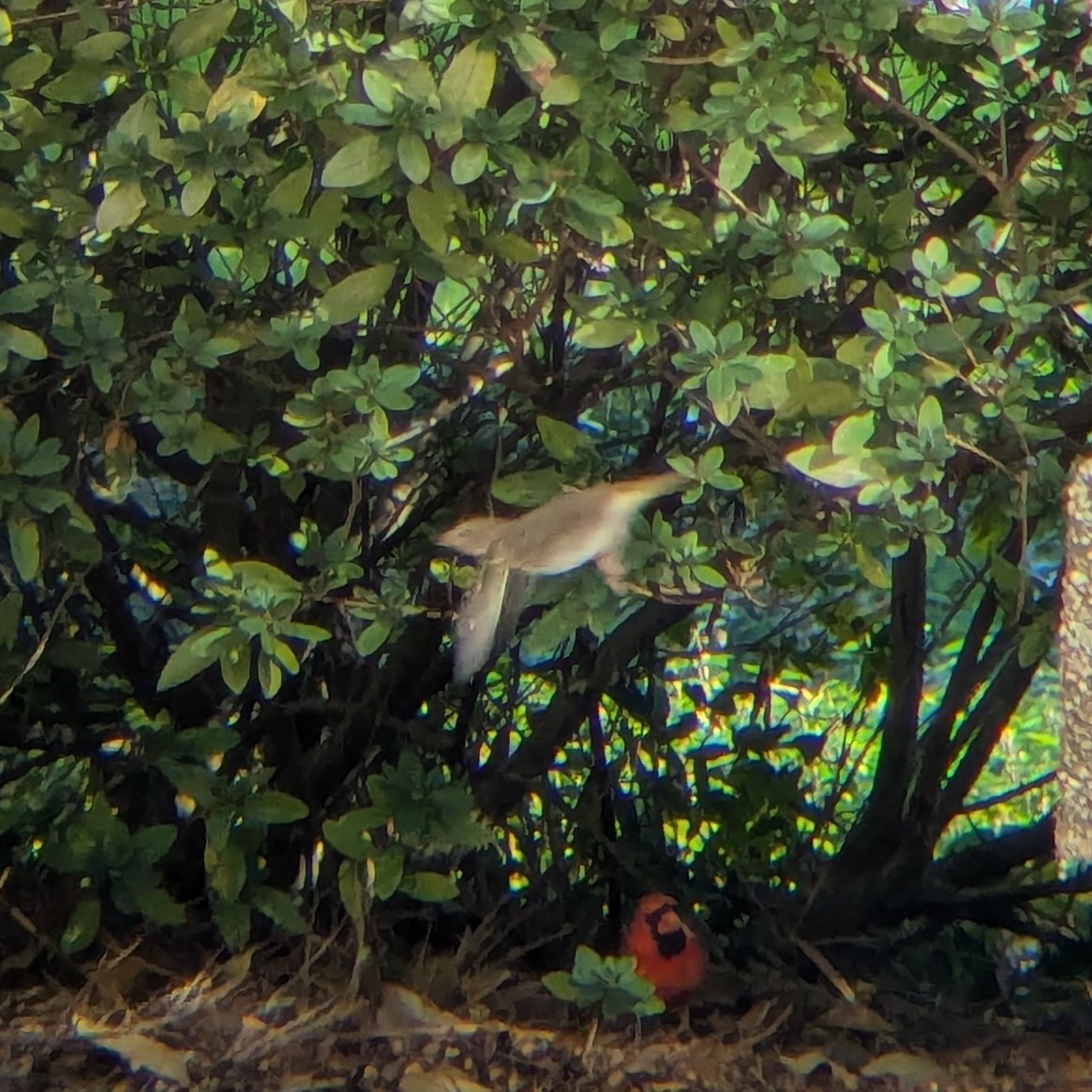 Дрізд-короткодзьоб плямистоволий - ML647175693