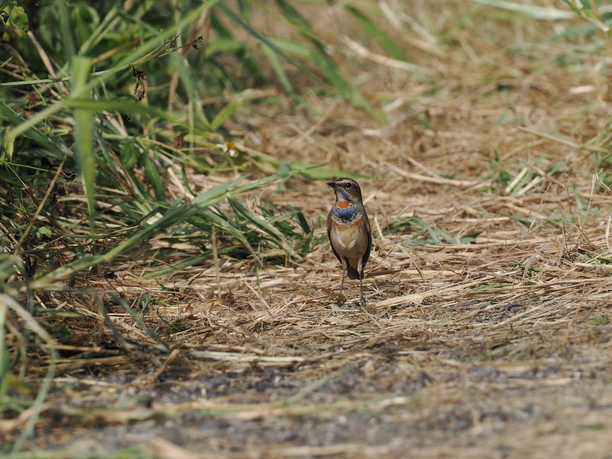כחול חזה - ML647175700