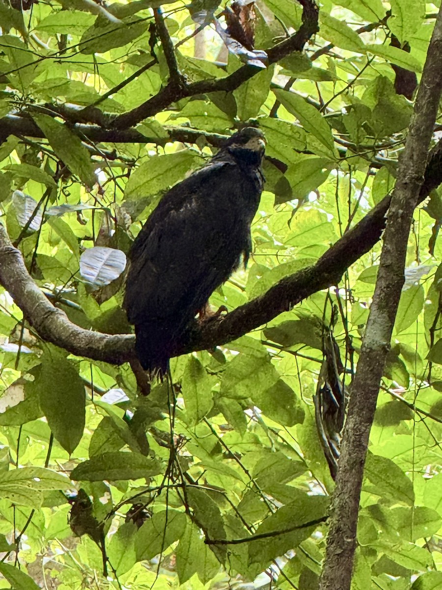 Common Black Hawk - ML647175708