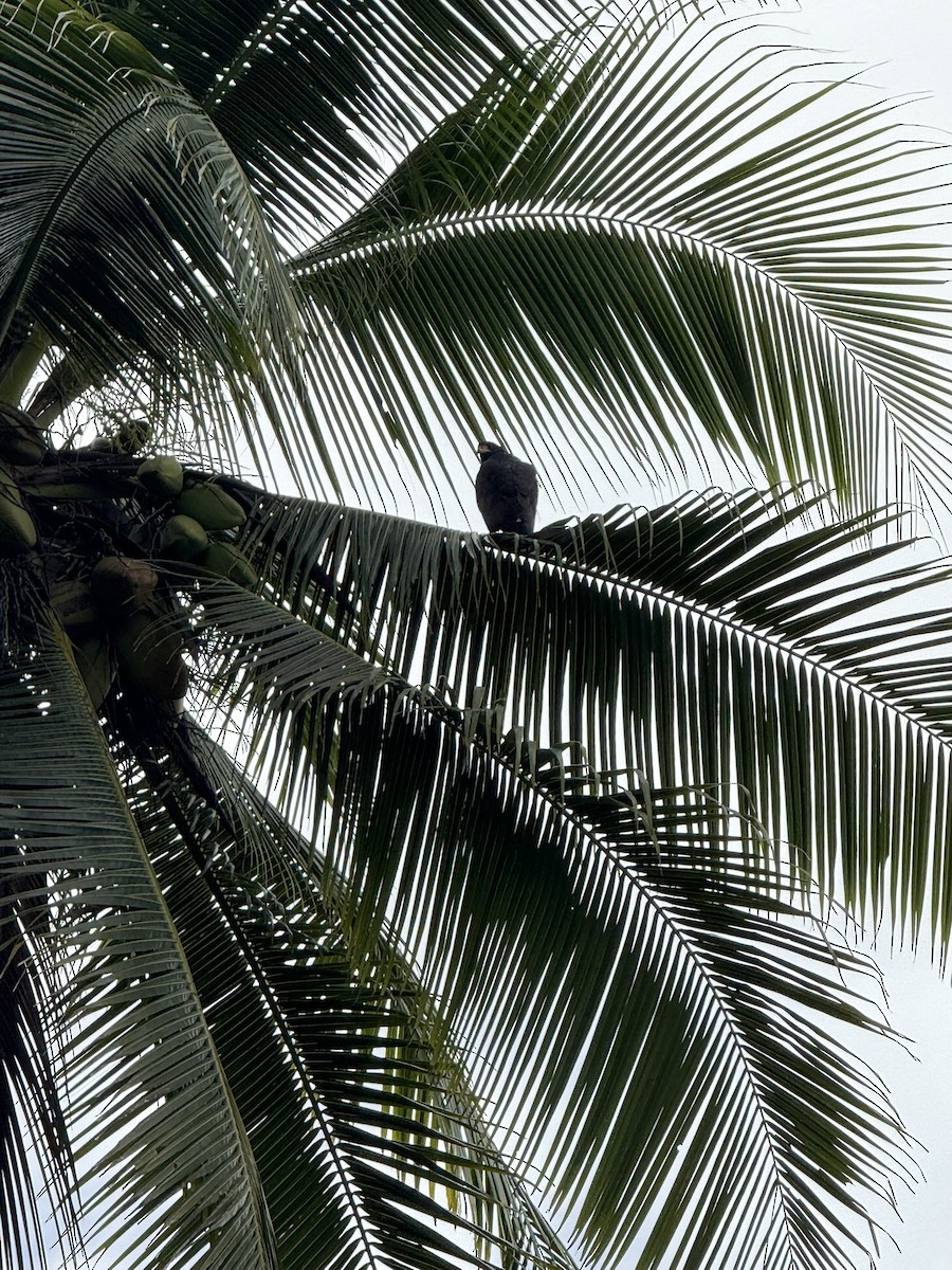 Common Black Hawk - ML647175709