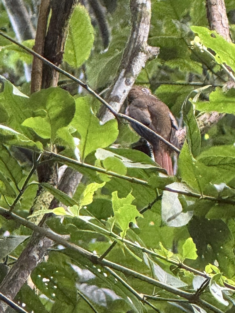 Graceful Black-throated Trogon - ML647175713