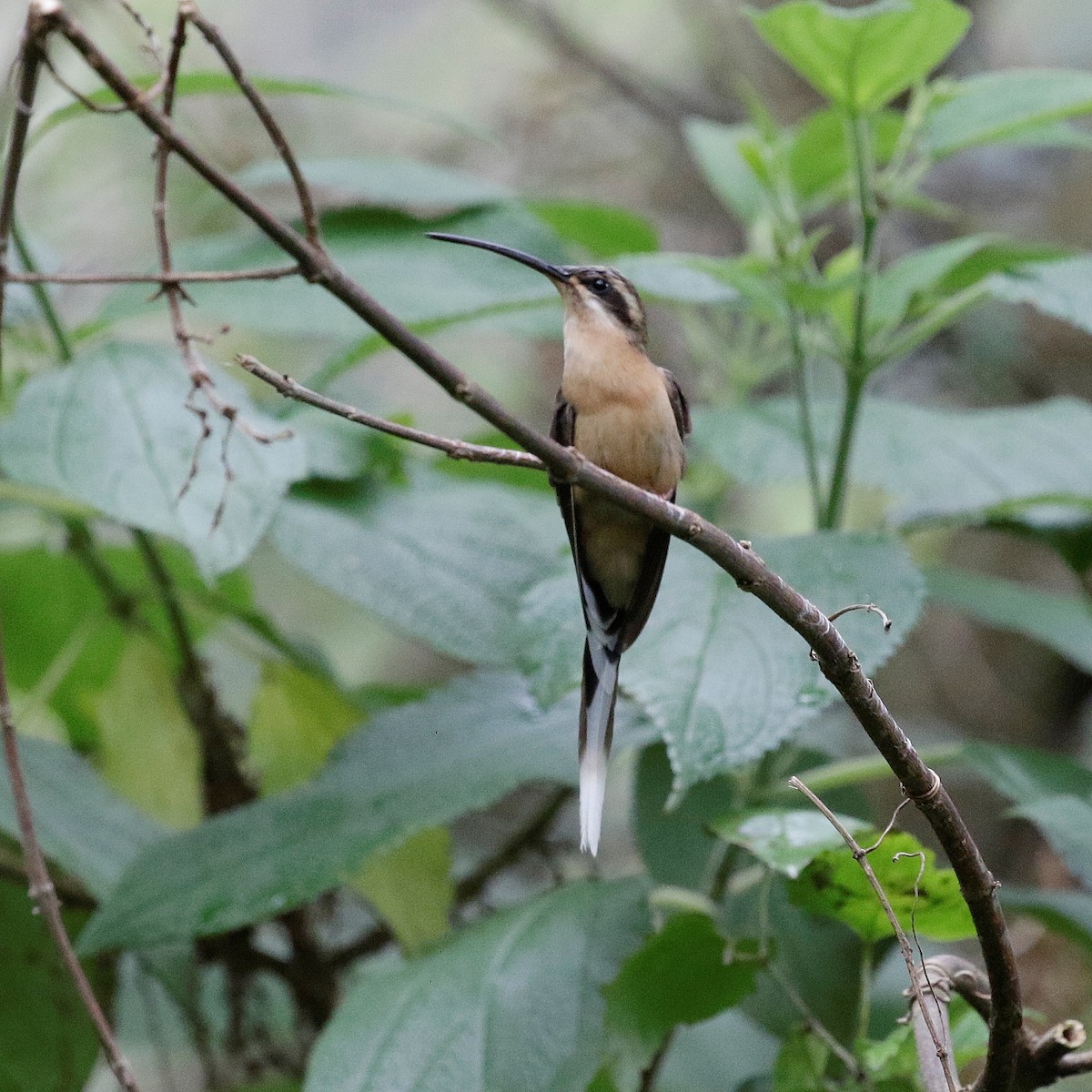 Planalto Hermit - ML647175715
