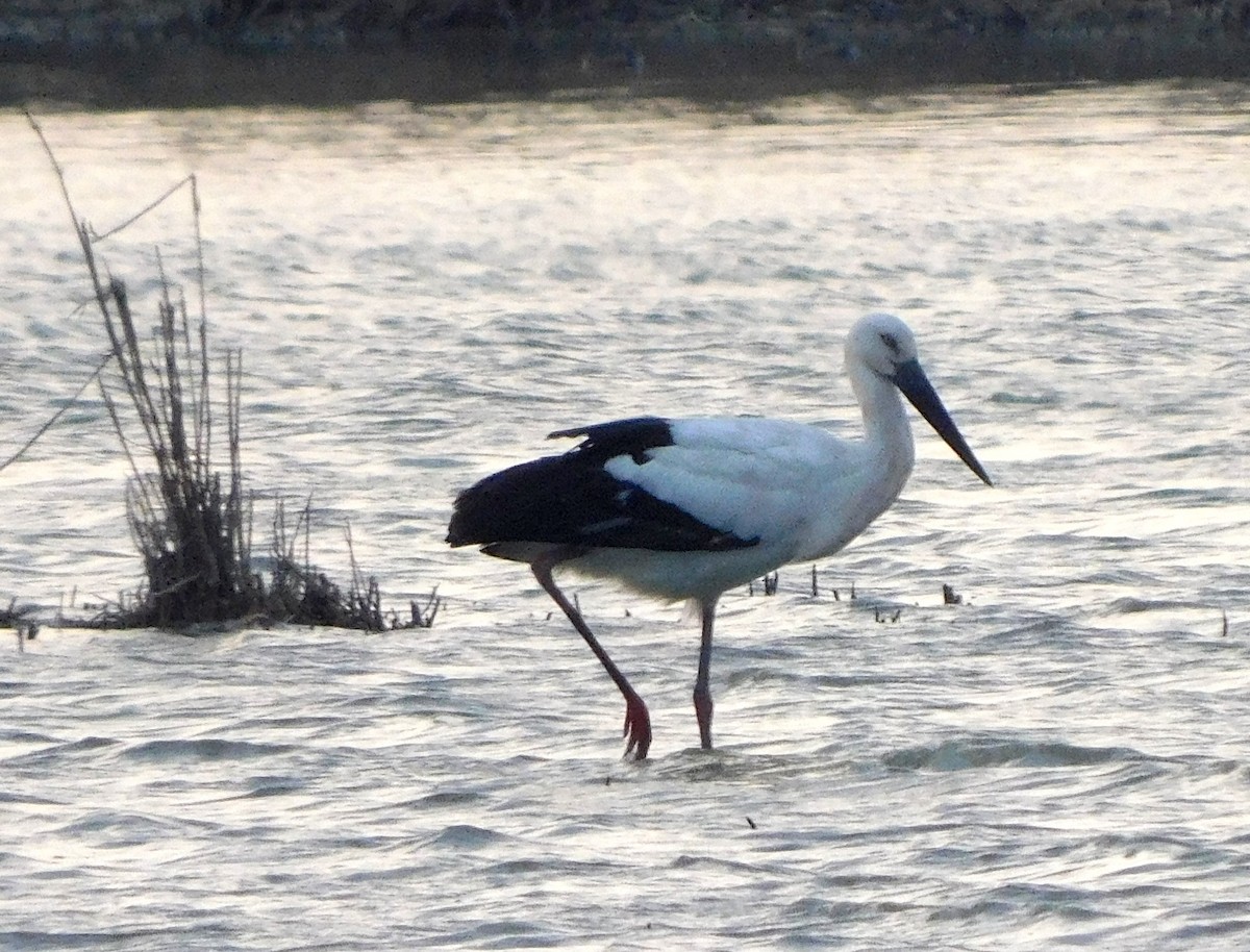 Oriental Stork - ML647175718