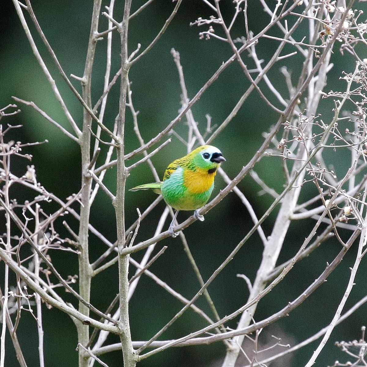 ヤイロフウキンチョウ - ML647175719