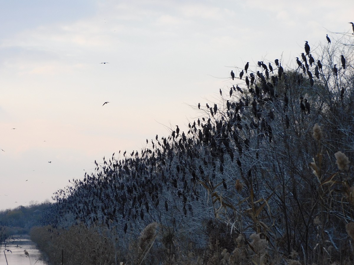 Great Cormorant - ML647175720