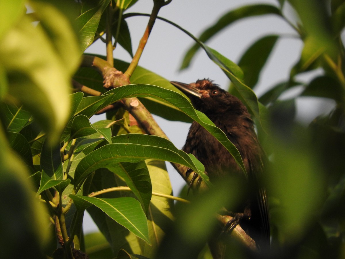 Smooth-billed Ani - ML647175721