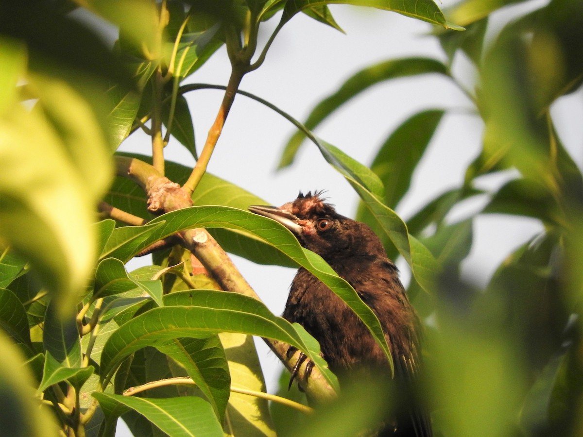 Smooth-billed Ani - ML647175722
