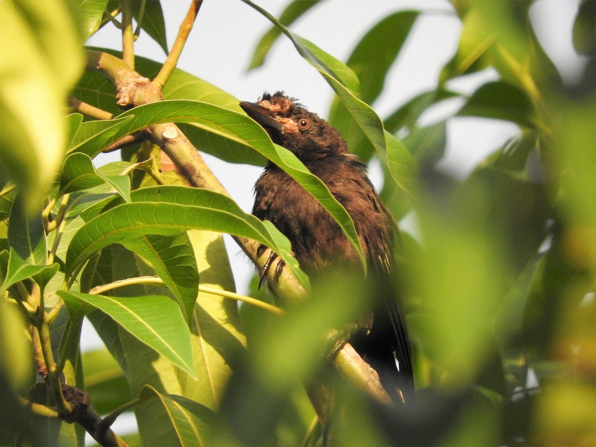 Smooth-billed Ani - ML647175723
