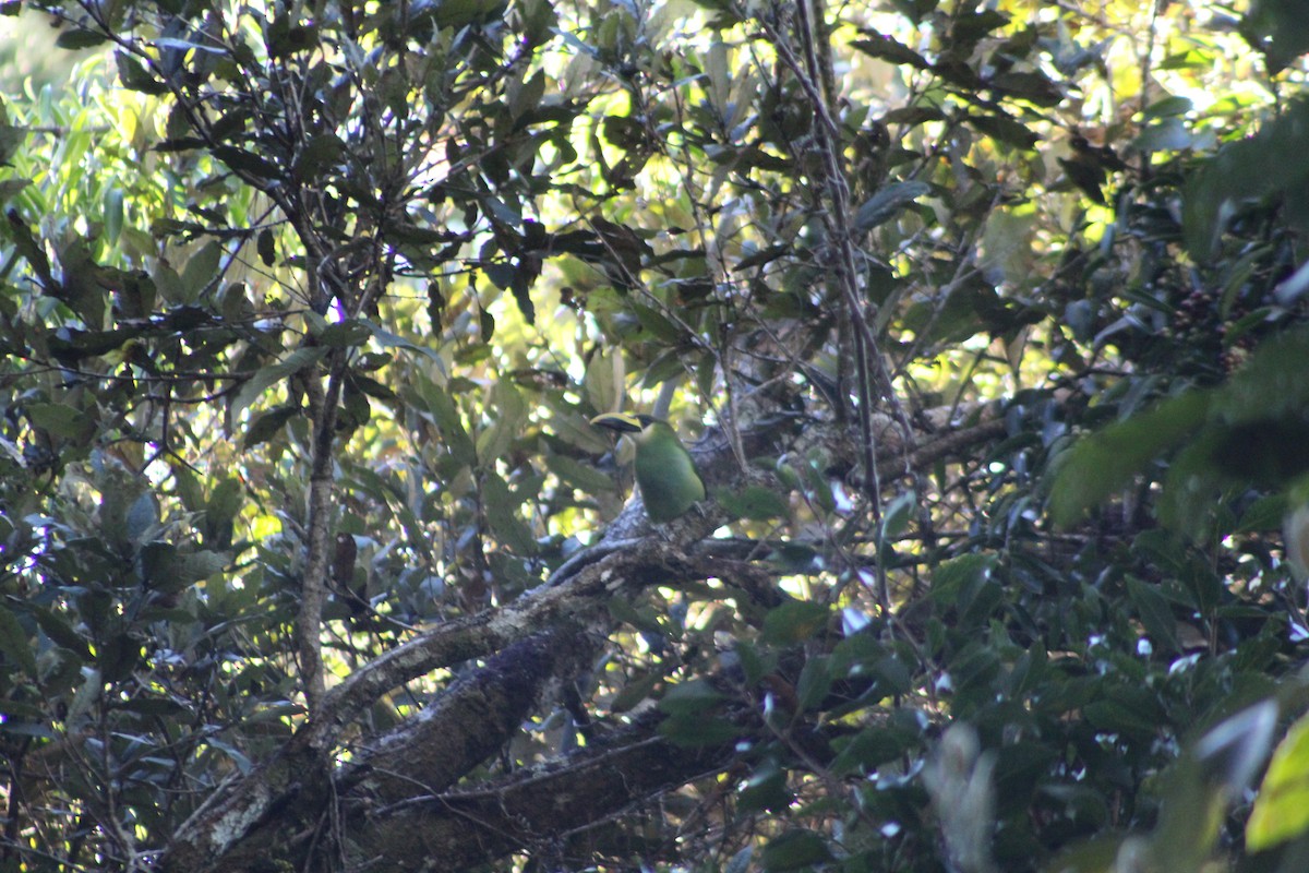 Northern Emerald-Toucanet - ML647175727