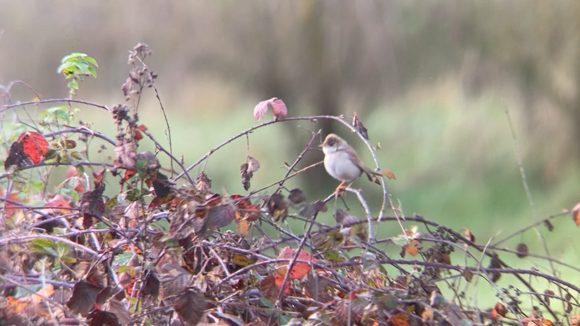 Greater Whitethroat - ML647175733