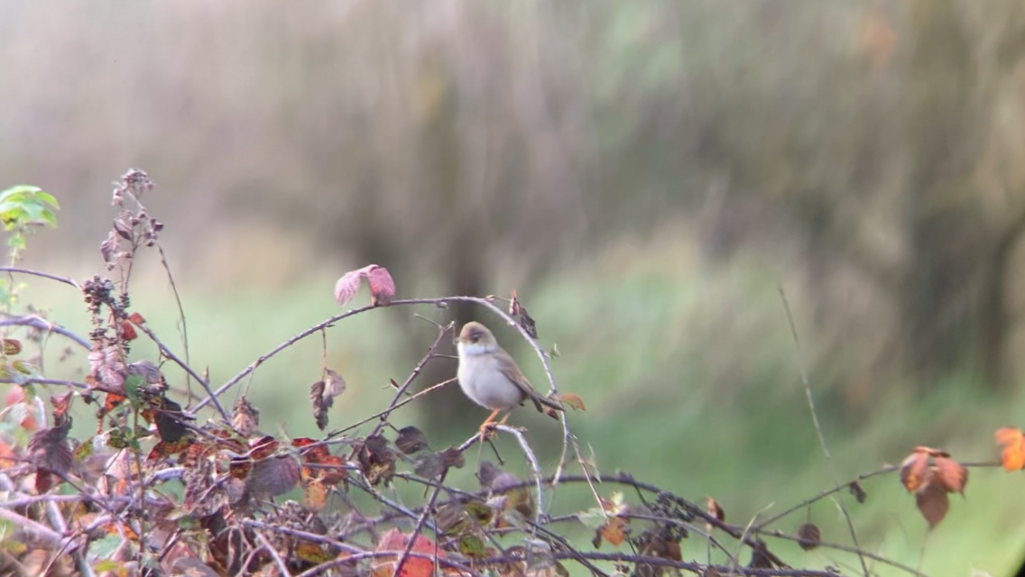 Greater Whitethroat - ML647175735