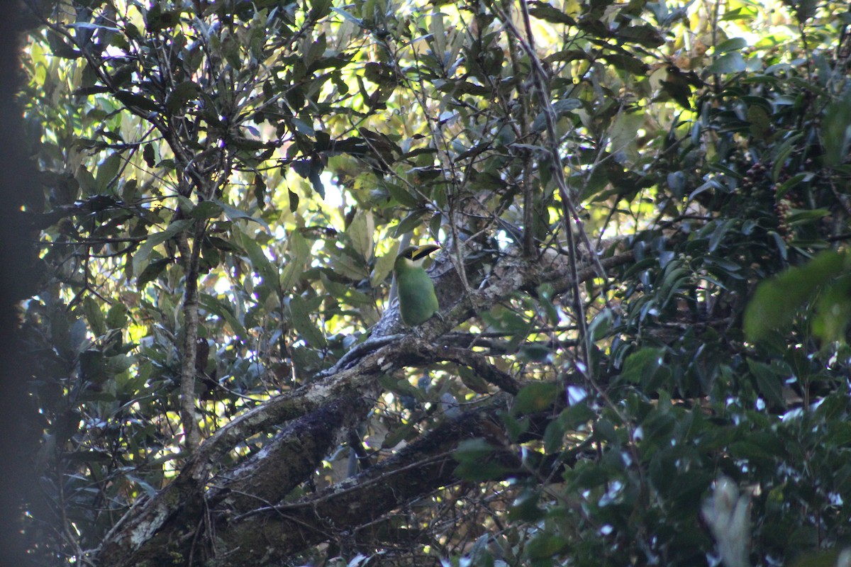 Northern Emerald-Toucanet - ML647175749