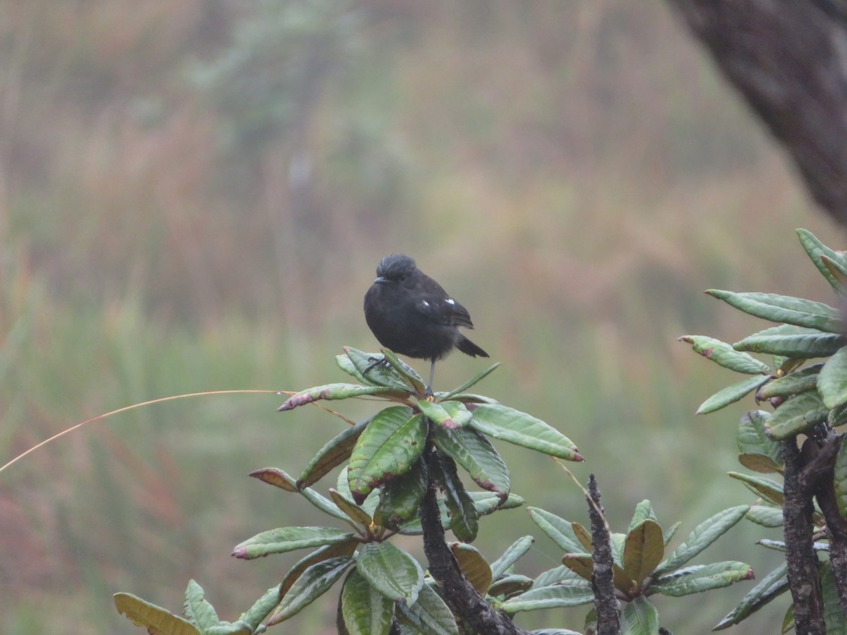 Pied Bushchat - ML647175755