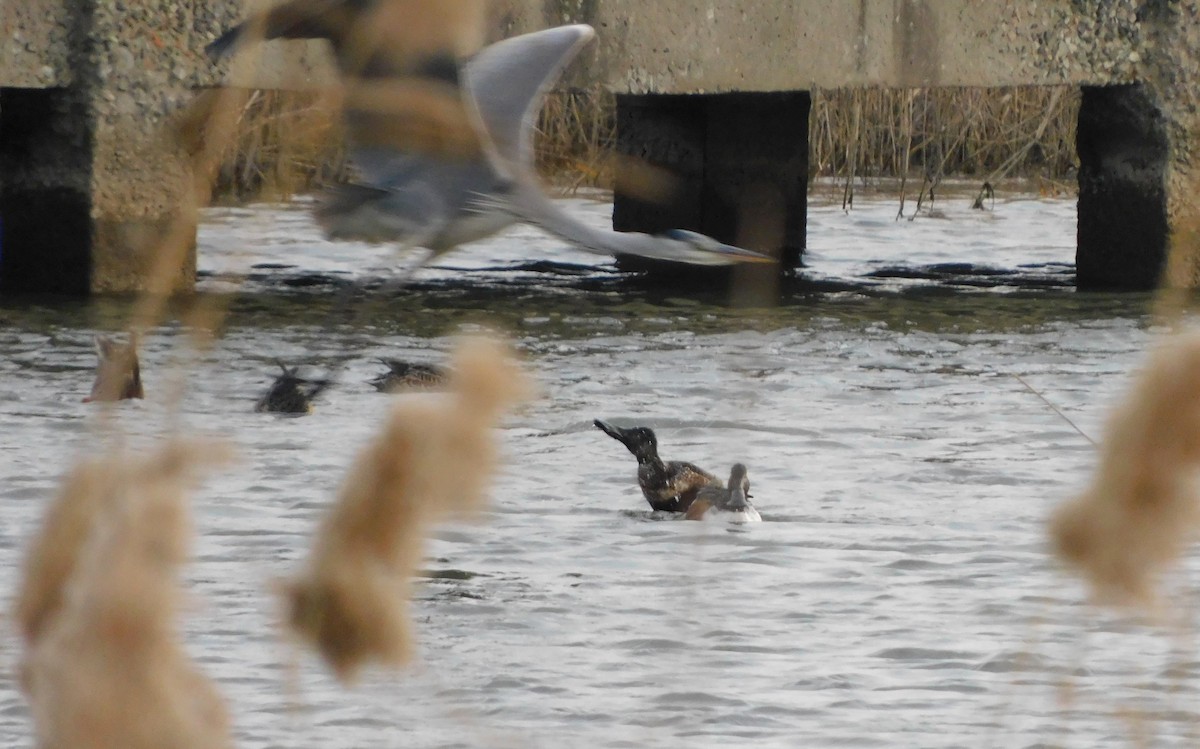 Cuchara Común - ML647175762