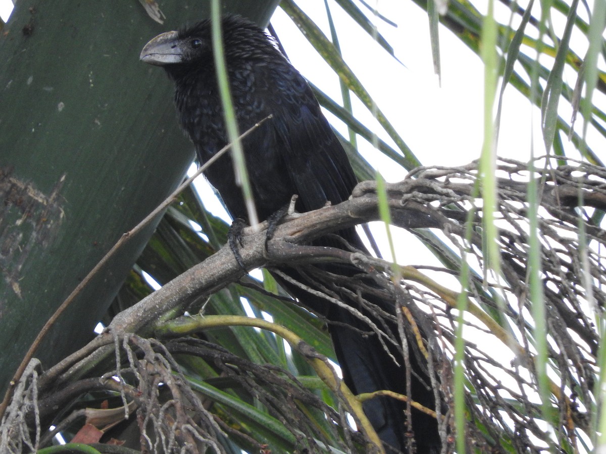 Smooth-billed Ani - ML647175766