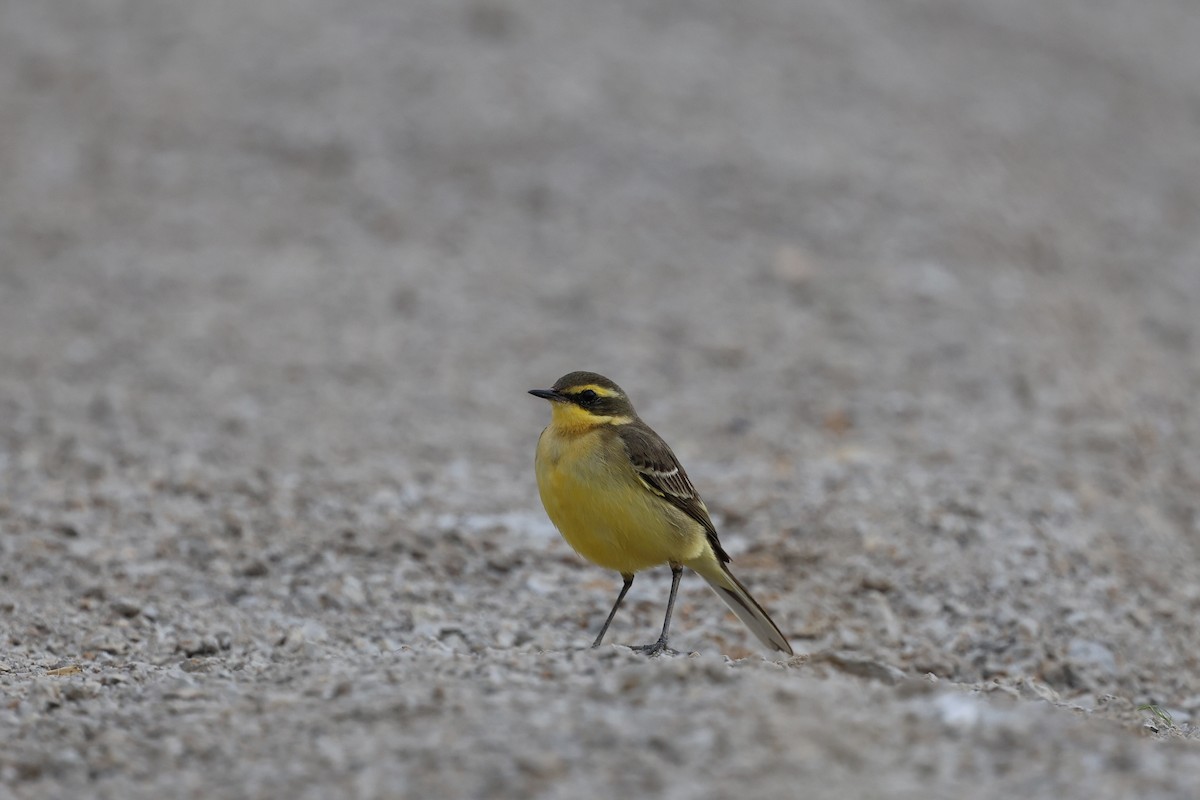 Eastern Yellow Wagtail - ML647175767