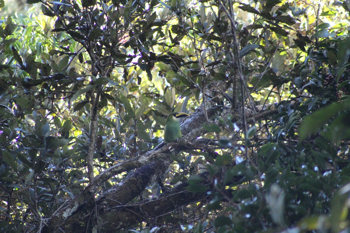 Northern Emerald-Toucanet - ML647175774