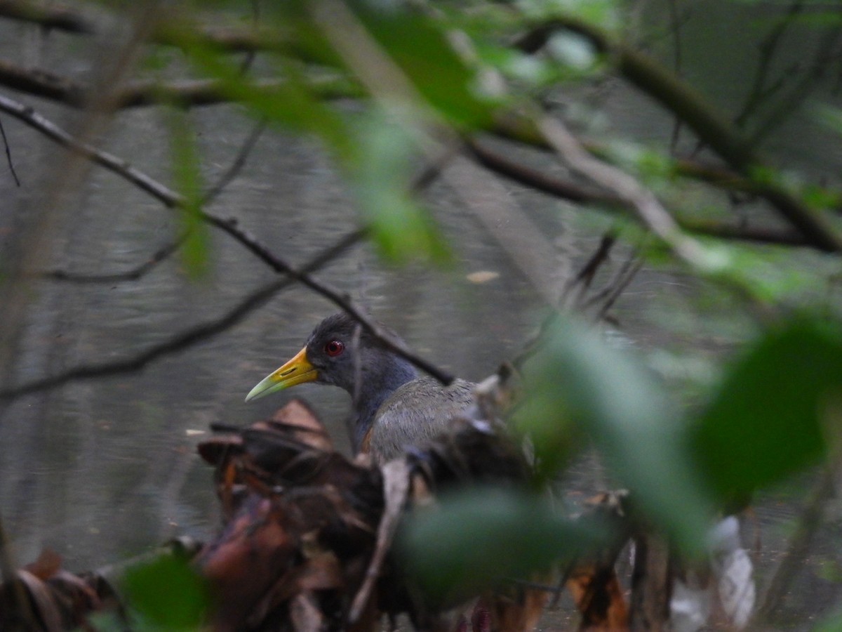 Gray-cowled Wood-Rail - ML647175779