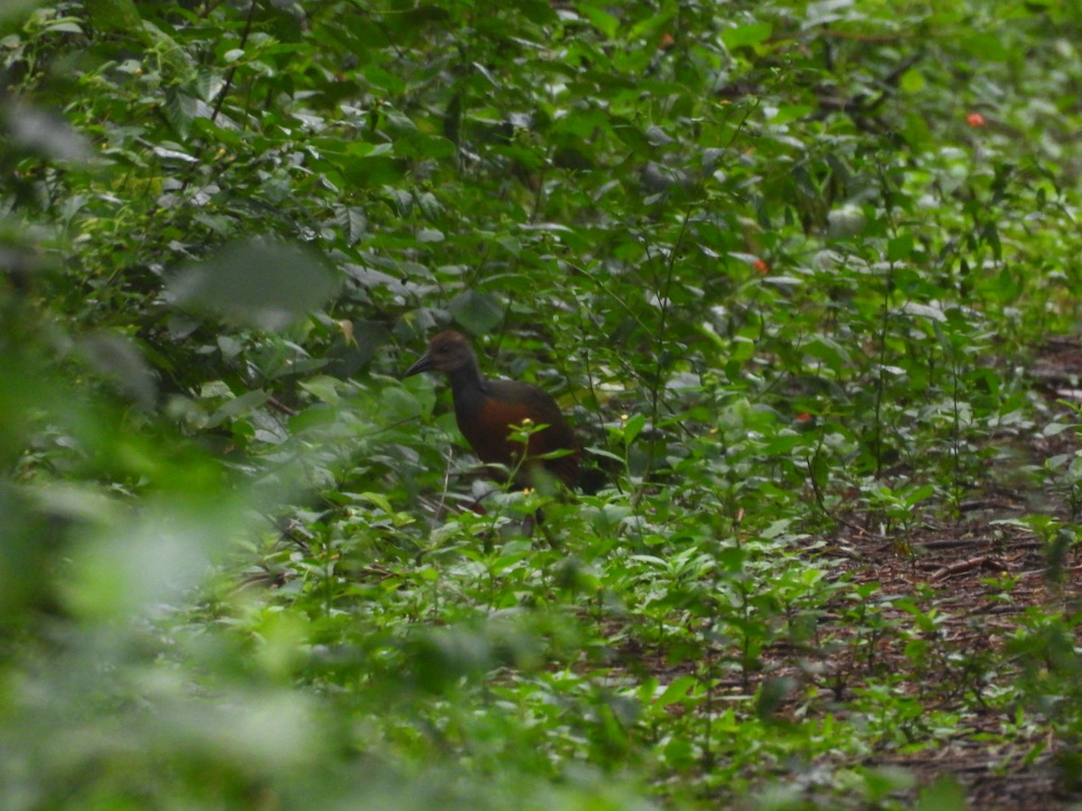 Gray-cowled Wood-Rail - ML647175780