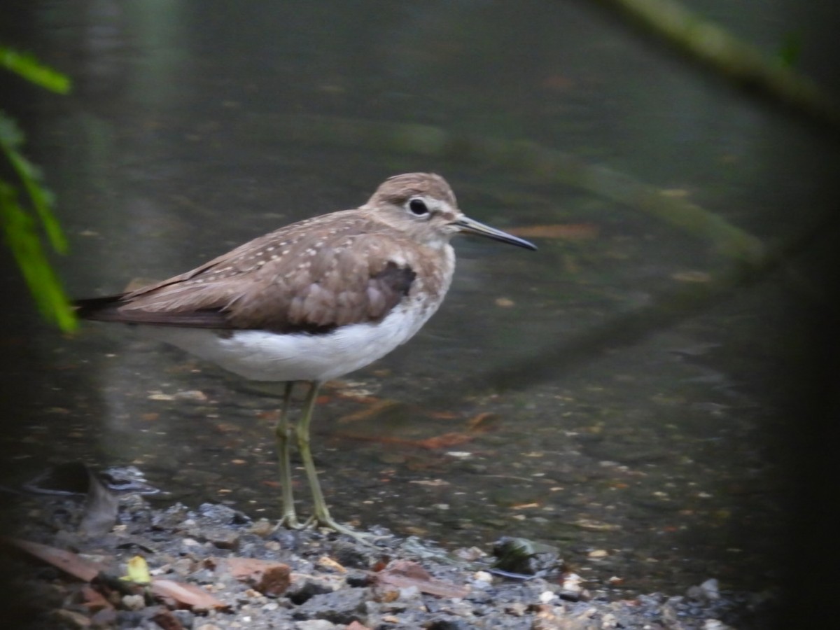 Solitary Sandpiper - ML647175784