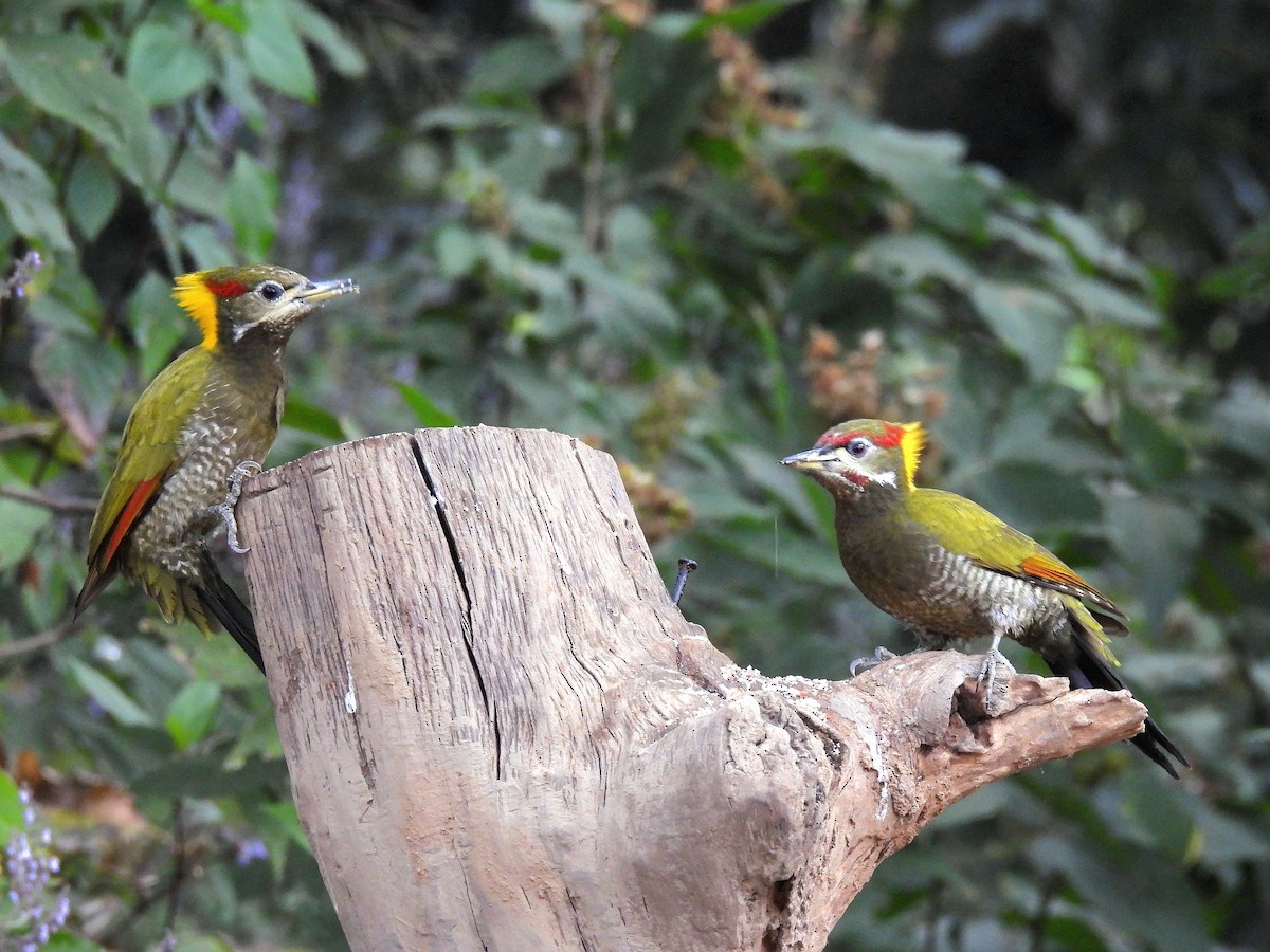 Lesser Yellownape - ML647175796