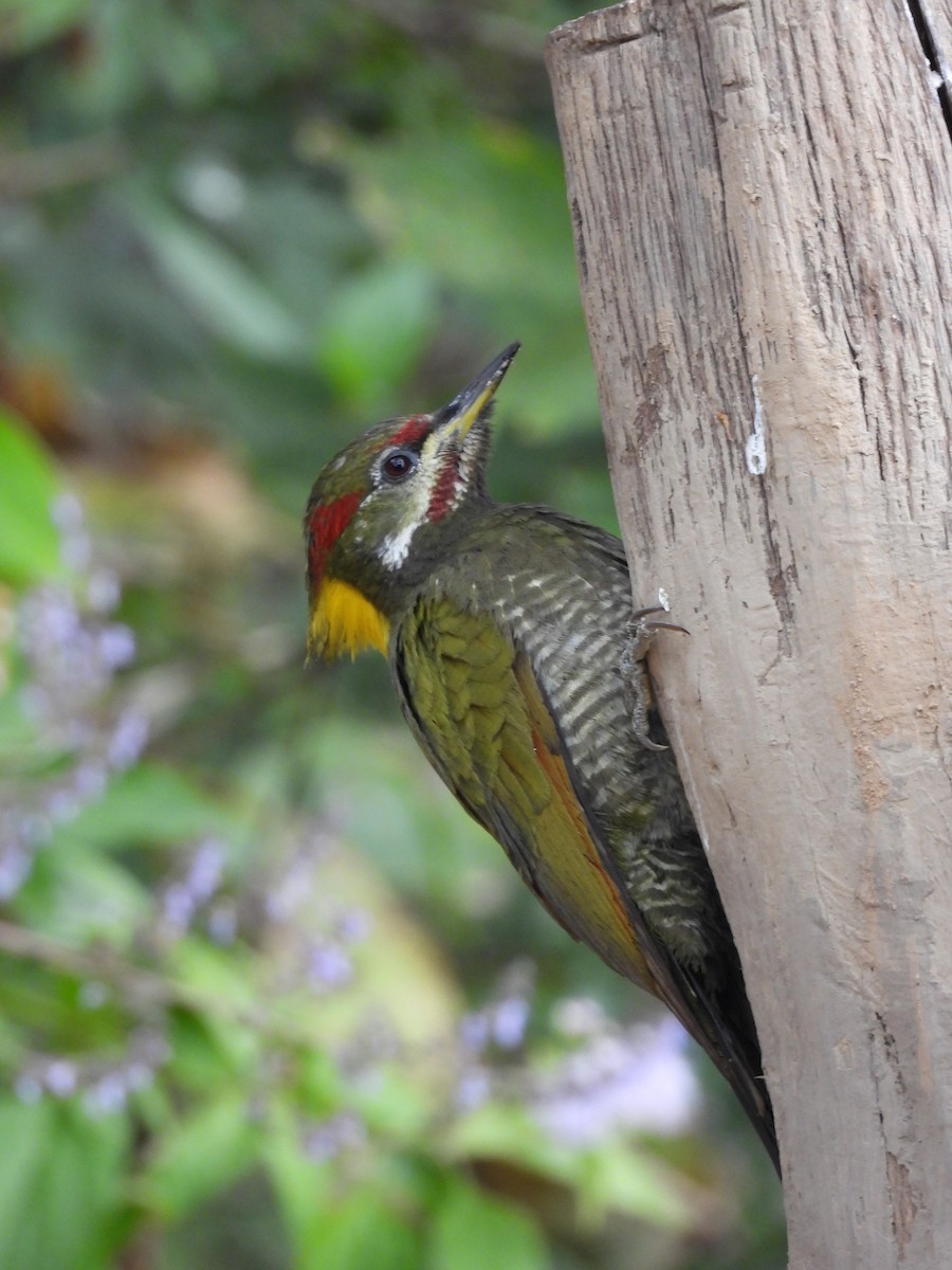 Lesser Yellownape - ML647175797