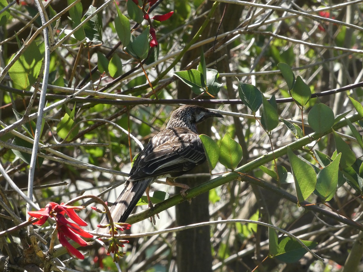 Red Wattlebird - ML647175799