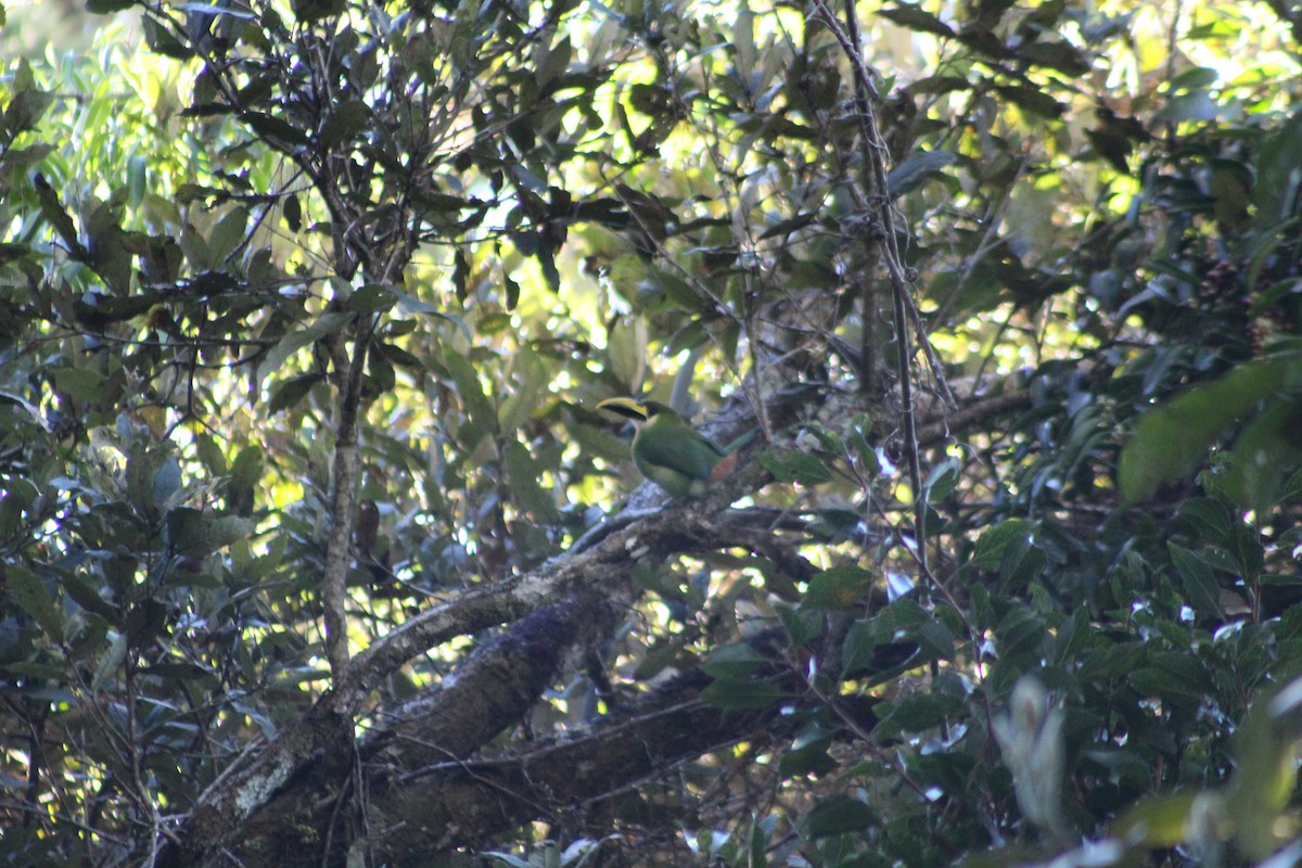 Northern Emerald-Toucanet - ML647175803