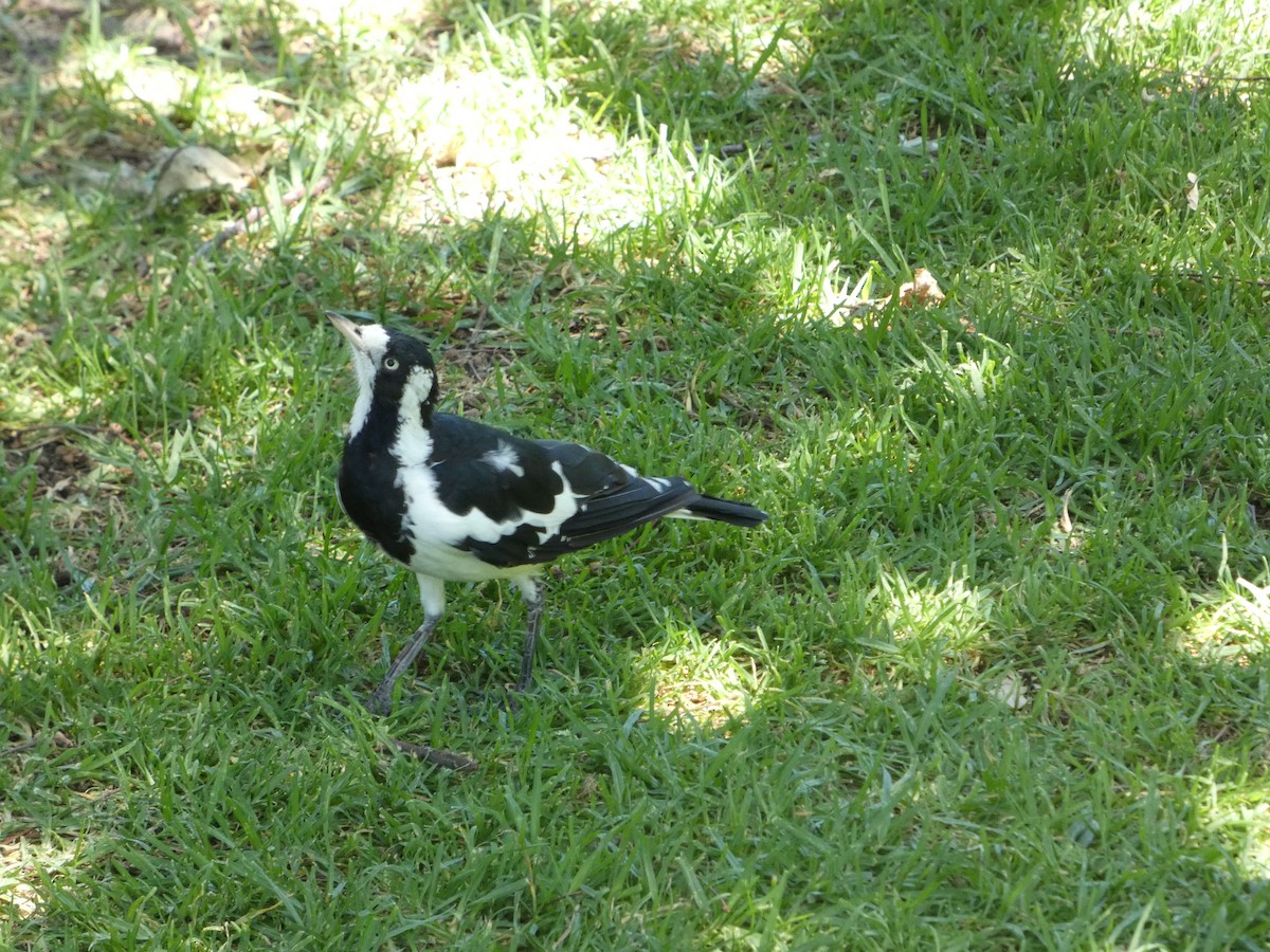 Magpie-lark - ML647175808