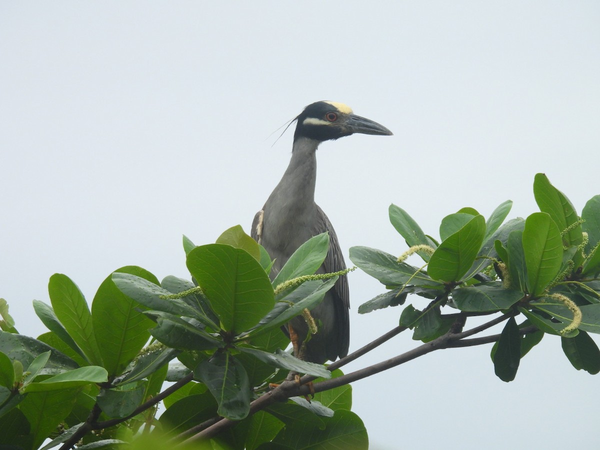 Yellow-crowned Night Heron - ML647175815