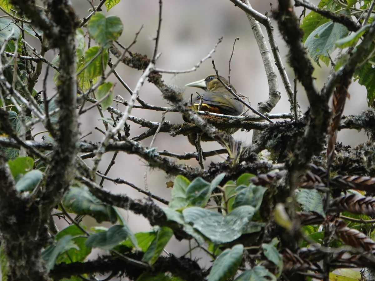 Dusky-green Oropendola - ML647175834