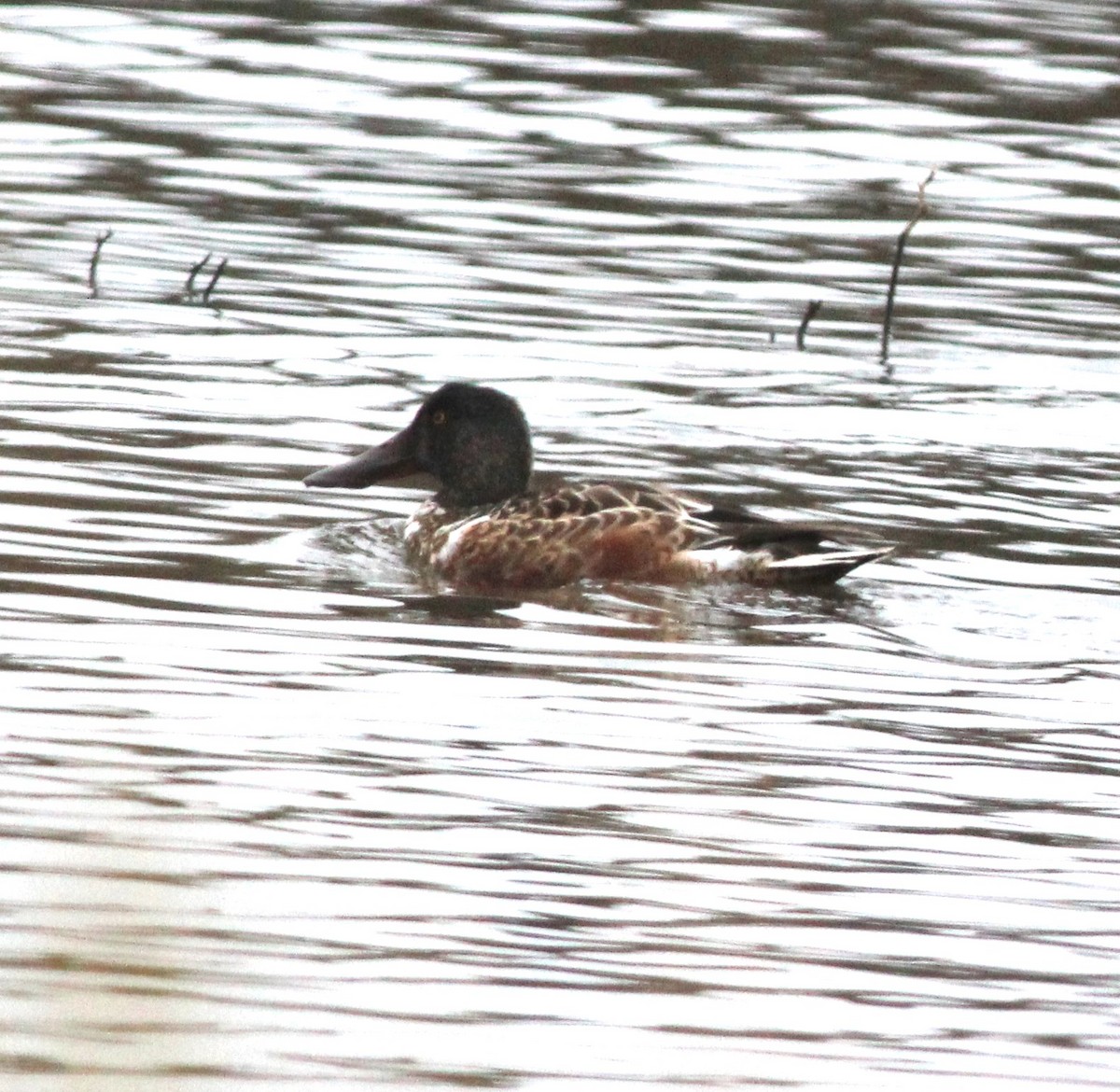 Cuchara Común - ML647175838