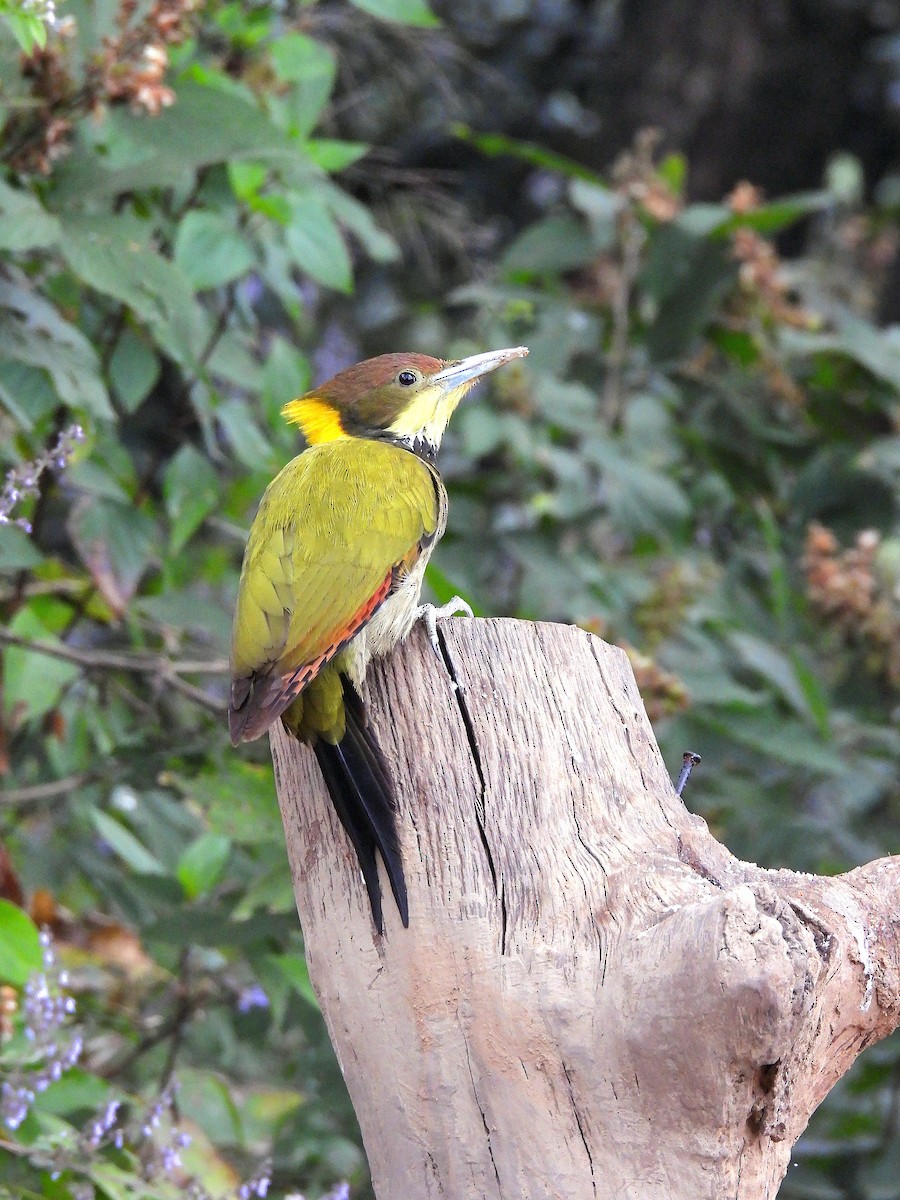 Greater Yellownape - ML647175845