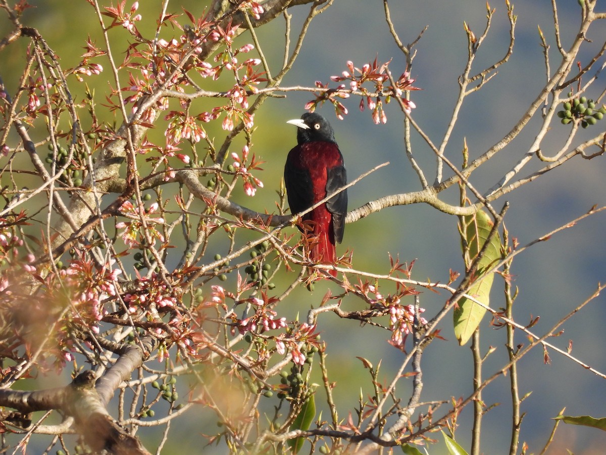 Maroon Oriole - ML647175870