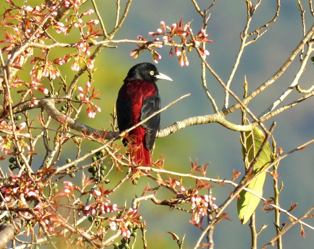 Maroon Oriole - ML647175871