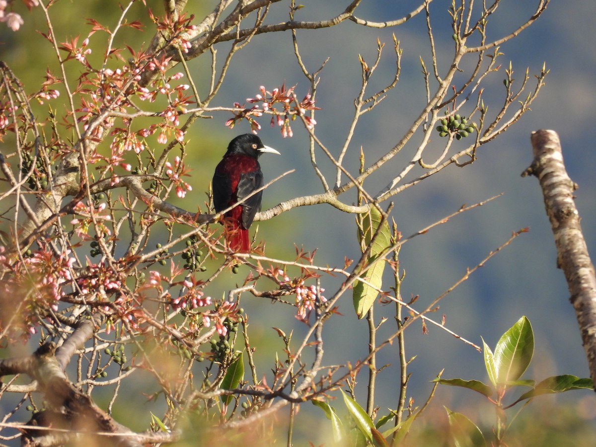 Maroon Oriole - ML647175872