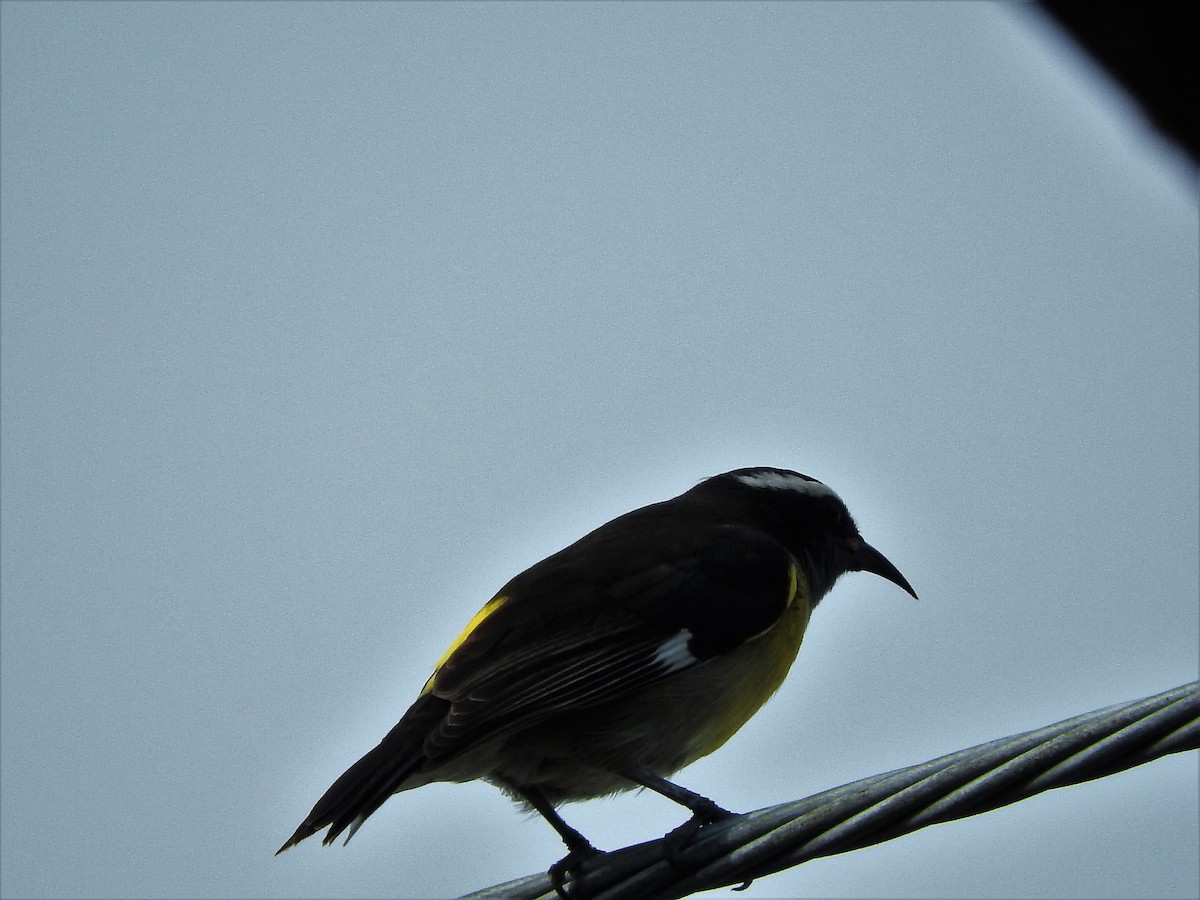 Sucrier à ventre jaune - ML647175873