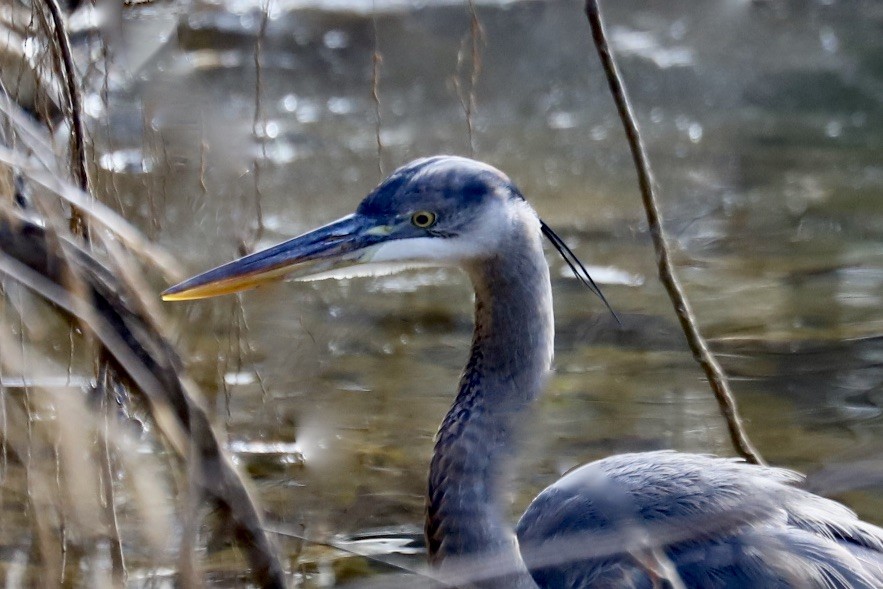 Great Blue Heron - ML647175874