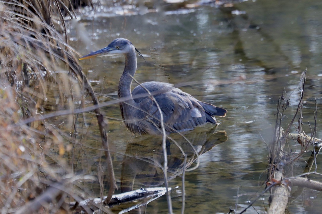 Great Blue Heron - ML647175875