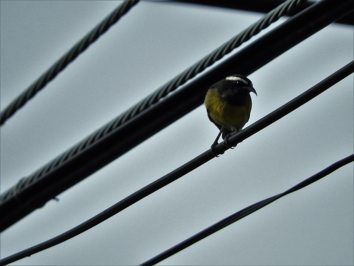 Sucrier à ventre jaune - ML647175879