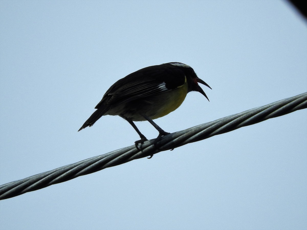 Sucrier à ventre jaune - ML647175880