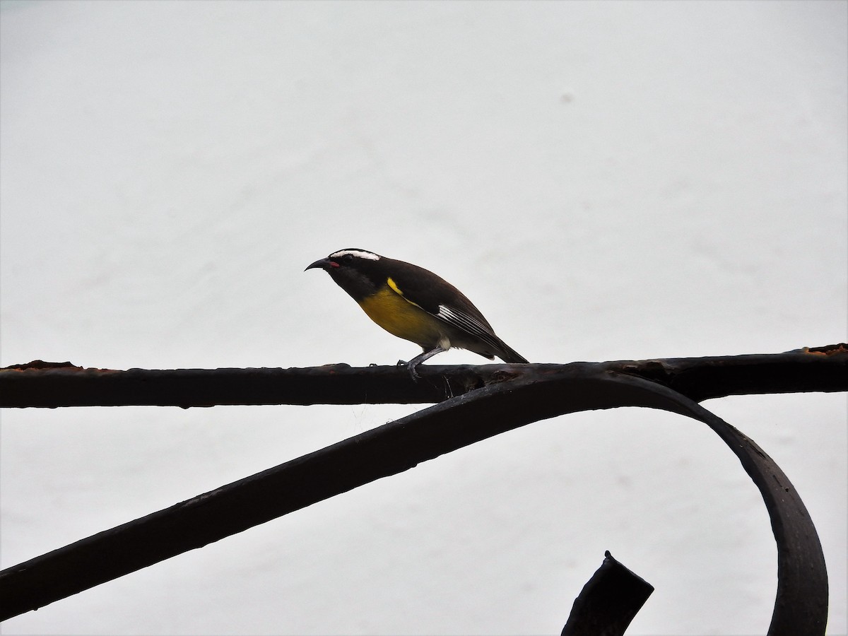 Sucrier à ventre jaune - ML647175881