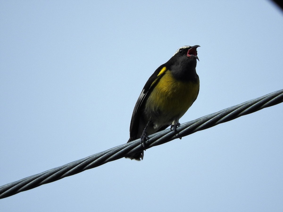 Sucrier à ventre jaune - ML647175882