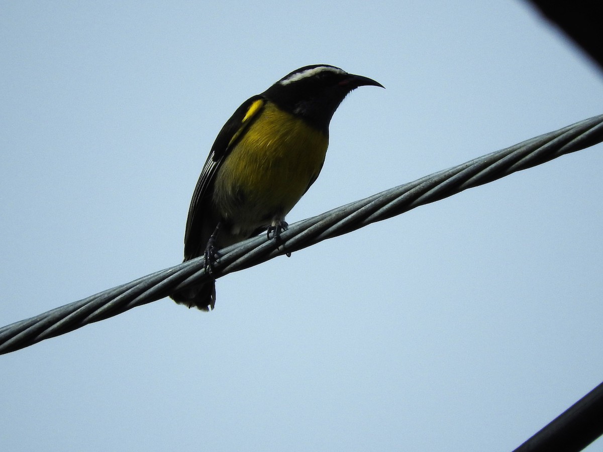 Sucrier à ventre jaune - ML647175883