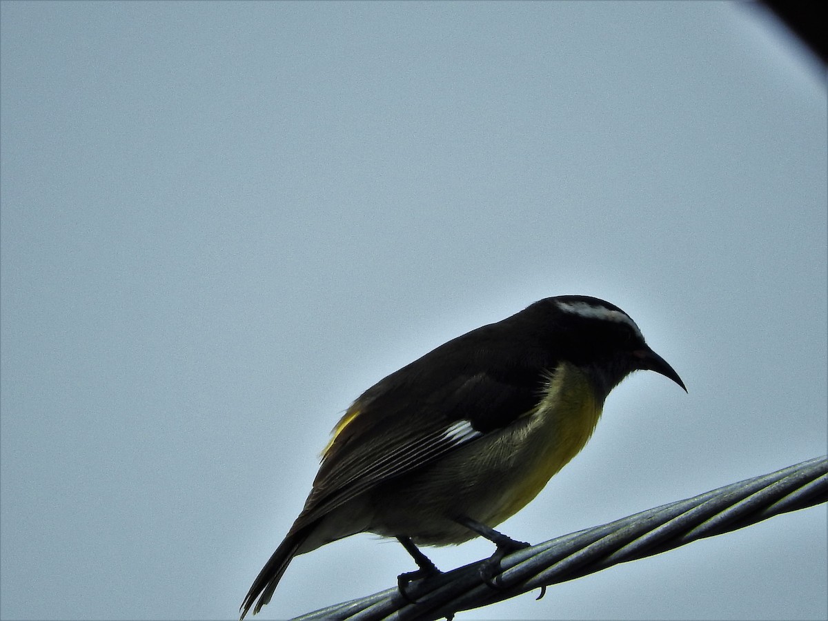 Sucrier à ventre jaune - ML647175886