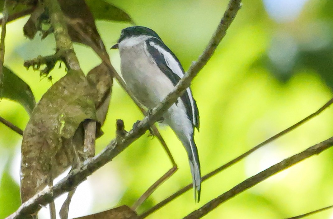 ヒタキサンショウクイ - ML647175890