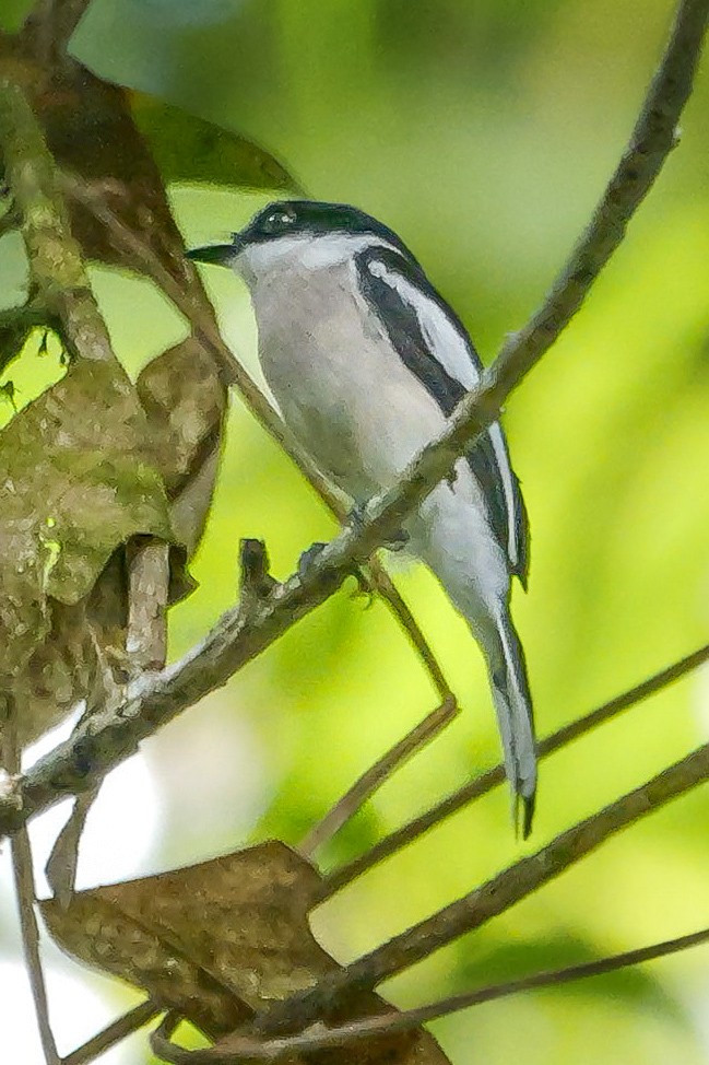 ヒタキサンショウクイ - ML647175891