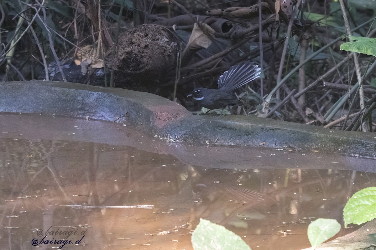 White-throated Fantail - ML647175901
