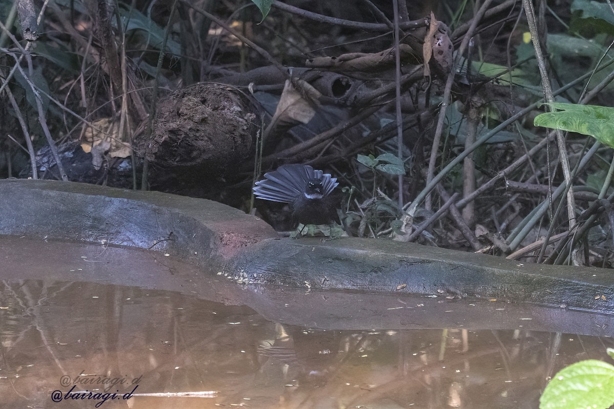 White-throated Fantail - ML647175902