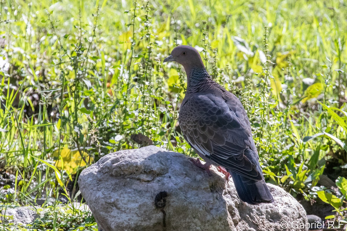 Pikazuro Güvercini - ML647175910